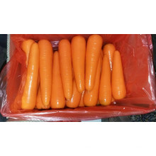 Nouvelle récolte de carottes fraîches en 2016